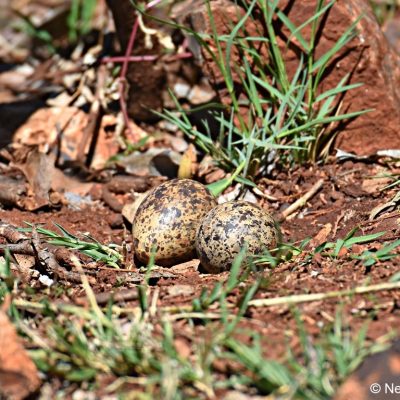 Zwartkop CC,  Sept/Oct 2017