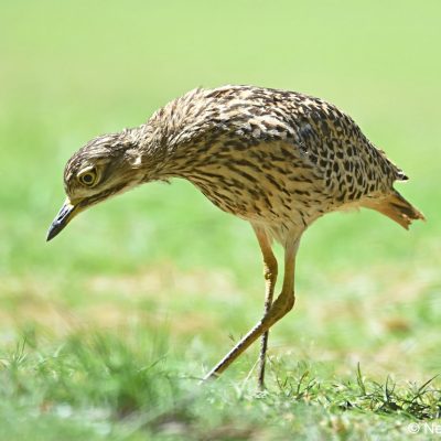 Zwartkop Country Club - October 2017