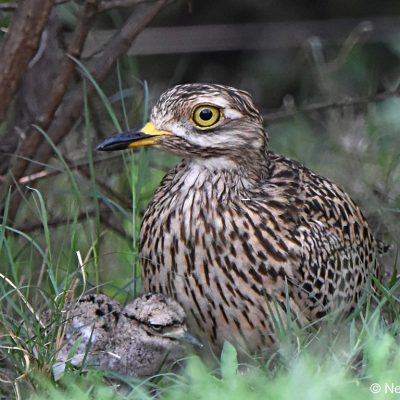 Zwartkop CC - 18th fairway, 24 October 2017