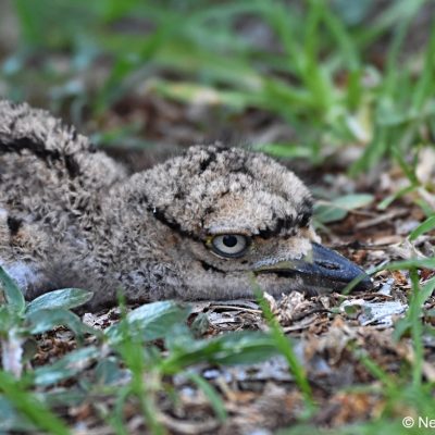 Zwartkop CC - 18th fairway, 31 October 2017