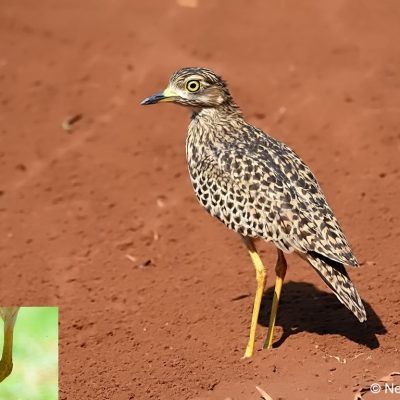 Zwartkop Country Club - October 2017