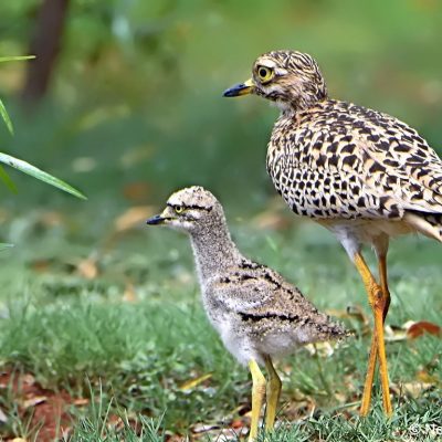 Zwartkop CC - 18th fairway, 31 October 2017