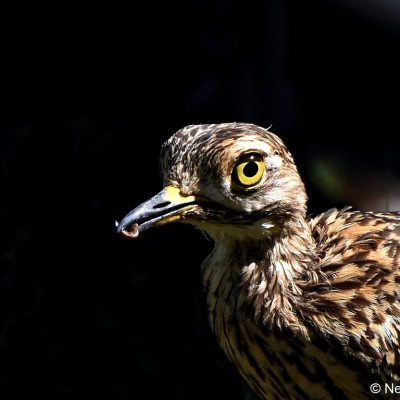 Zwartkop Country Club - October 2017