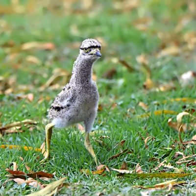 Zwartkop CC - 18th fairway, 31 October 2017