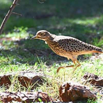 Zwartkop CC,  Sept/Oct 2017