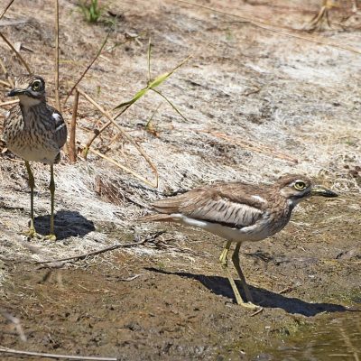 Plettenberg Bay, Western Cape - 23 February 2021