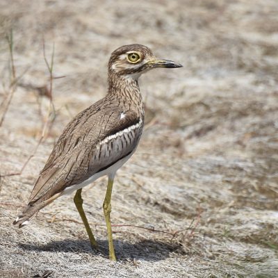 Plettenberg Bay, Western Cape - 23 February 2021