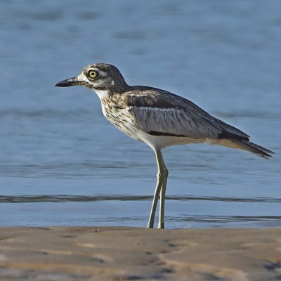 Keurbooms River, Plettenberg Bay, Western Cape - December 2022