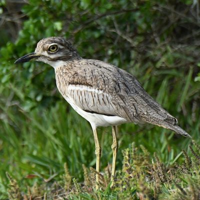 Plettenberg Bay, Western Cape - October 2021