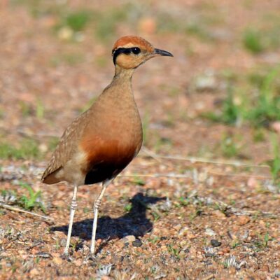Shingwedzi, Kruger National Park - November 2025