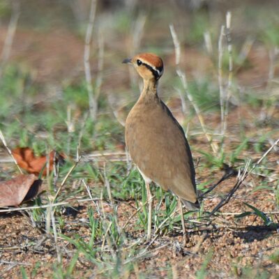 Shingwedzi, Kruger National Park - November 2025