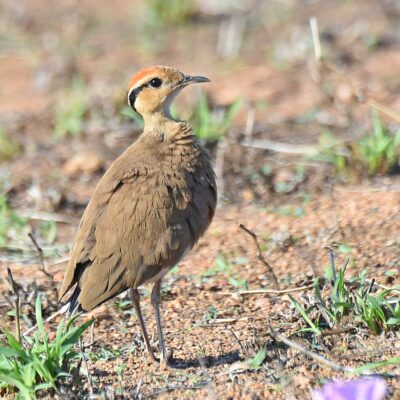 Shingwedzi, Kruger National Park - November 2025