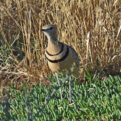 Mountain Zebra National Park, Eastern Cape - 12 July 2022