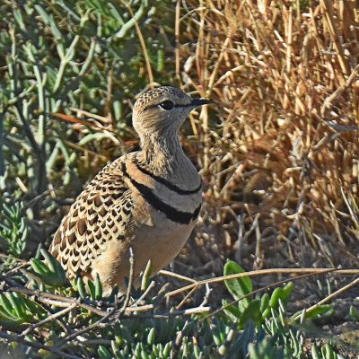 Mountain Zebra National Park, Eastern Cape - 12 July 2022