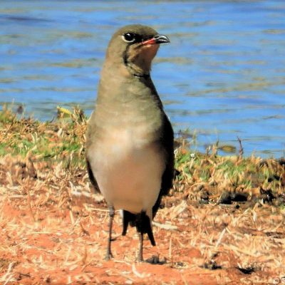 Bumi Hills, Kariba - January 2014