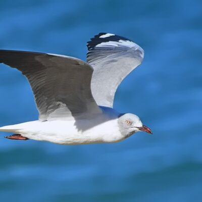 Plettenberg Bay, Western Cape - April 2016