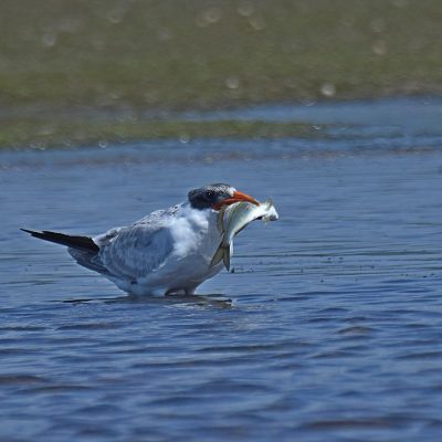 Bitou River, Plettenberg Bay, Western Cape - November 2023