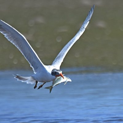 Bitou River, Plettenberg Bay, Western Cape - November 2023