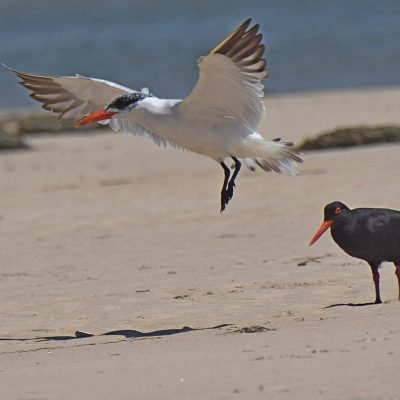 Bitou River, Plettenberg Bay, Western Cape - November 2023