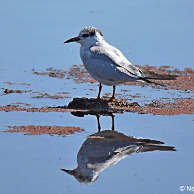 Marievale Bird Sanctuary - November 2017