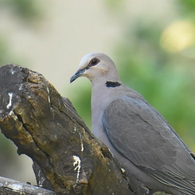 Norscott slopes, Big birding day - 16 May 2020