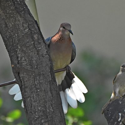 Norscott Slopes , Big birding day - 10 May 2020