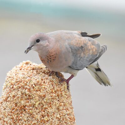 Bella Vista, Plettenberg Bay, Western Cape - April 2024