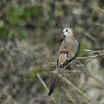 Plettenberg Bay, Western Cape - March 2023