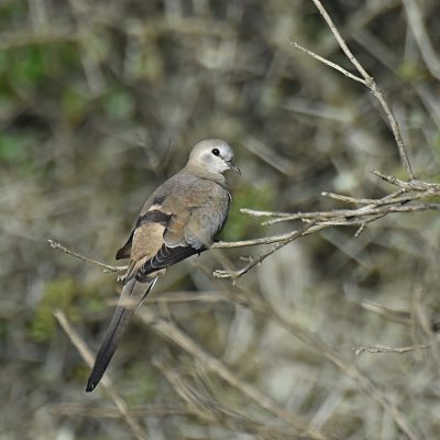 Plettenberg Bay, Western Cape - March 2023