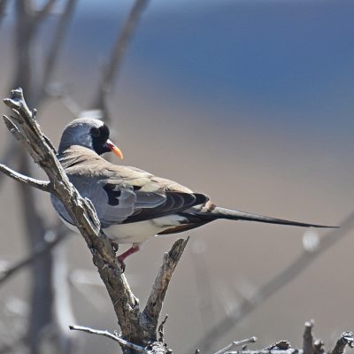 Karoo National Park, Western Cape - 22 September 2022