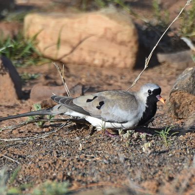 Karoo National Park, Western Cape - 22 September 2022
