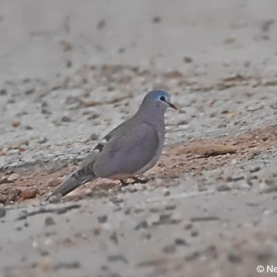 Honde valley,  Zimbabwe Dec 2017