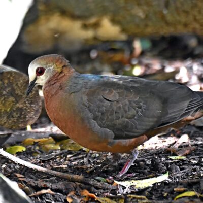 'Pieter's Hide', Plettenberg Bay - May 2025