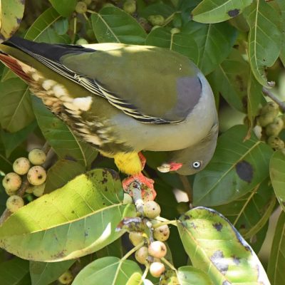 Norscott slopes, Fourways - September 2020