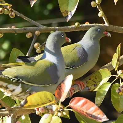 Norscott slopes, Fourways - September 2020