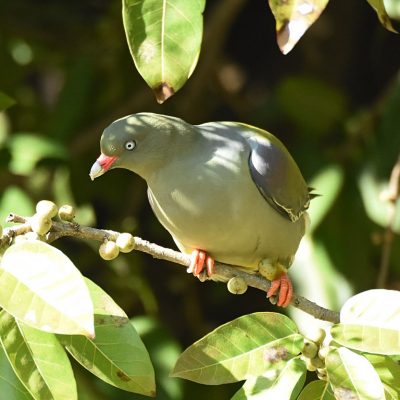 Norscott slopes, Fourways - September 2020