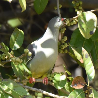 Norscott slopes, Fourways - September 2020