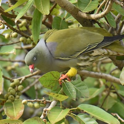 Norscott slopes, Fourways - September 2020