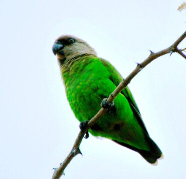 Parrot Brown-headed