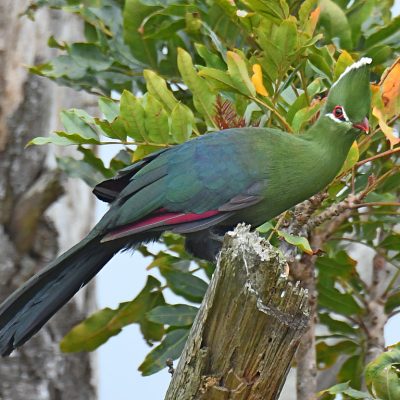 Plettenberg Bay, May 2021