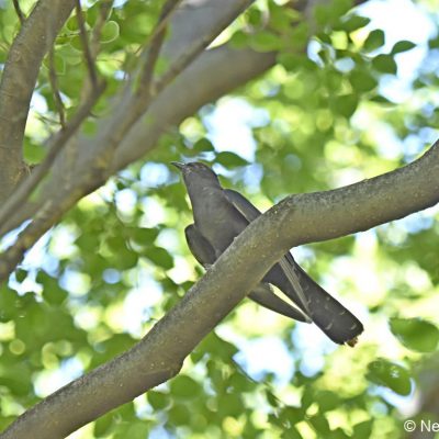 Walter Sisulu Botanical Gardens, Gauteng - December 2018