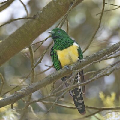 Plettenberg Bay, Western Cape - October 2024