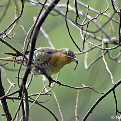 Walter Sisulu Botanical Gardens, Gauteng - December 2018