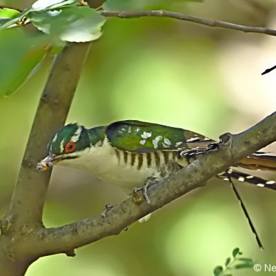Walter Sisulu Botanical Gardens, Gauteng - December 2018
