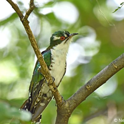 Walter Sisulu Botanical Gardens, Gauteng - December 2018