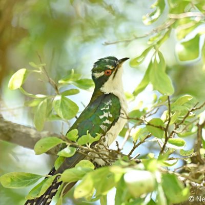 Walter Sisulu Botanical Gardens, Gauteng - December 2018