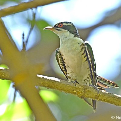 Walter Sisulu Botanical Gardens, Gauteng - December 2018