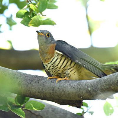 Walter Sisulu Botanical Gardens, Gauteng - December 2018
