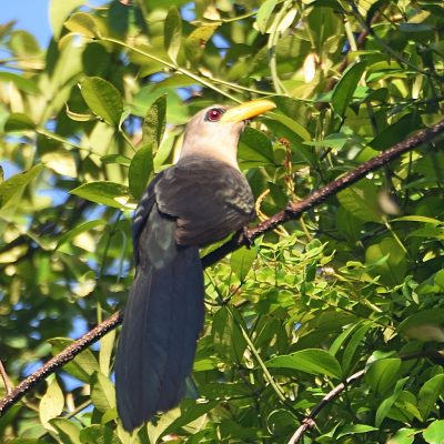 Coutada 11, Sofala, Mozambique - 14 December 2022