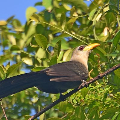 Coutada 11, Sofala, Mozambique - 14 December 2022